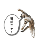 猫の発言（個別スタンプ：4）