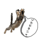 猫の発言（個別スタンプ：5）