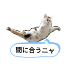 猫の発言（個別スタンプ：6）