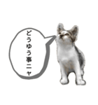 猫の発言（個別スタンプ：7）