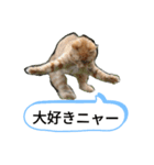 猫の発言（個別スタンプ：8）