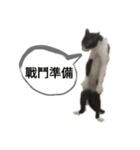 貓講（個別スタンプ：1）