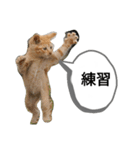 貓講（個別スタンプ：3）