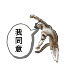 貓講（個別スタンプ：4）