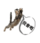 貓講（個別スタンプ：5）
