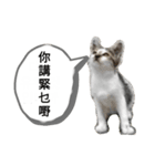貓講（個別スタンプ：7）