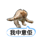 貓講（個別スタンプ：8）