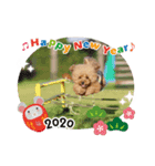 トイプードルのソラちゃん年賀・クリスマス（個別スタンプ：2）