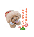 トイプードルのソラちゃん年賀・クリスマス（個別スタンプ：4）
