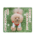 トイプードルのソラちゃん年賀・クリスマス（個別スタンプ：5）
