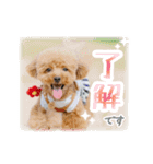 トイプードルのソラちゃん年賀・クリスマス（個別スタンプ：6）