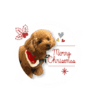 トイプードルのソラちゃん年賀・クリスマス（個別スタンプ：7）