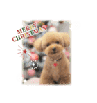 トイプードルのソラちゃん年賀・クリスマス（個別スタンプ：8）