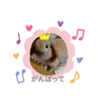 ろい吉（個別スタンプ：6）