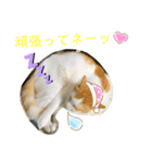 トラチワちゃん♡♡☆（個別スタンプ：6）