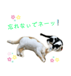 トラチワちゃん♡♡☆（個別スタンプ：7）