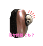 ビションフリーゼ のドーラちゃん（個別スタンプ：10）