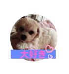 ビションフリーゼ のドーラちゃん（個別スタンプ：18）