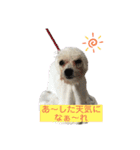ビションフリーゼ のドーラちゃん（個別スタンプ：20）