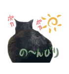 黒猫、名は黒蜜（個別スタンプ：1）