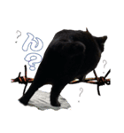 黒猫、名は黒蜜（個別スタンプ：3）