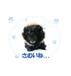 黒ポメ《恋音》のつぶやき vol.2（個別スタンプ：6）