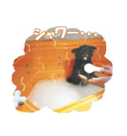 黒ポメ《恋音》のつぶやき vol.2（個別スタンプ：8）