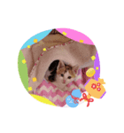可愛い仔猫スタンプ（個別スタンプ：1）