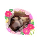 可愛い仔猫スタンプ（個別スタンプ：2）