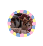 可愛い仔猫スタンプ（個別スタンプ：5）