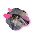 可愛い仔猫スタンプ（個別スタンプ：6）