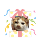 可愛い仔猫スタンプ（個別スタンプ：7）