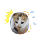 可愛い仔猫スタンプ（個別スタンプ：8）