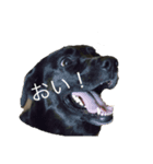 黒ラブアシヘラ（個別スタンプ：1）