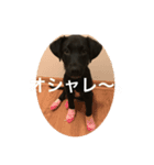 黒ラブアシヘラ（個別スタンプ：4）