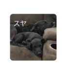 黒ラブアシヘラ（個別スタンプ：5）
