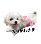 ココちゃんのスタンプです♪（個別スタンプ：1）