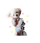 ココちゃんのスタンプです♪（個別スタンプ：11）