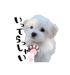 ココちゃんのスタンプです♪（個別スタンプ：13）