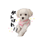 ココちゃんのスタンプです♪（個別スタンプ：14）