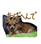 お犬様のぱる（個別スタンプ：12）