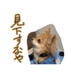 お犬様のぱる（個別スタンプ：13）