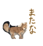 お犬様のぱる（個別スタンプ：21）