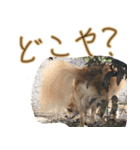 お犬様のぱる（個別スタンプ：36）