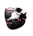 パグあんどねこず（個別スタンプ：2）