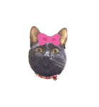 パグあんどねこず（個別スタンプ：3）
