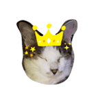パグあんどねこず（個別スタンプ：4）