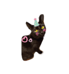 パグあんどねこず（個別スタンプ：7）