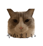 半純血のプリンスRONさん3（個別スタンプ：14）