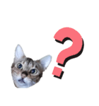 ひめちゃんの日常で使える言葉（個別スタンプ：2）